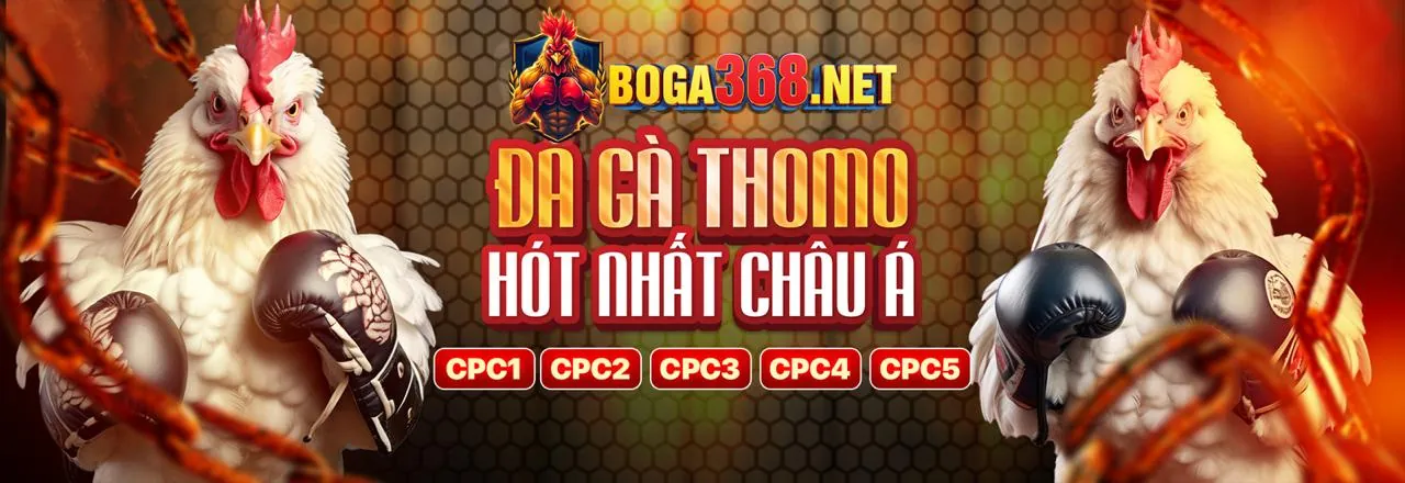 Sân đấu gà Hi88 kịch tính